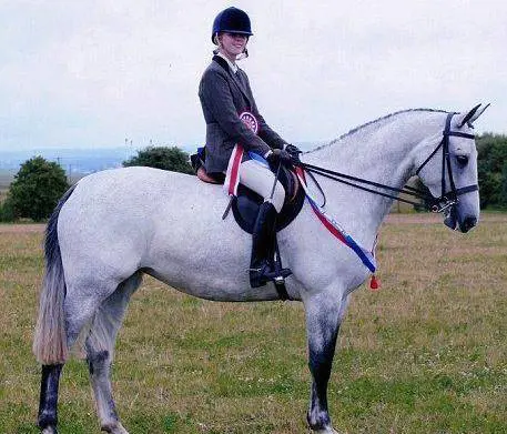 Il cavallo morto d’amore  Salta l’ultimo ostacolo  insieme alla sua padrona