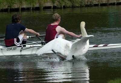 Oxford - Cambridge Se una donna guida il team della regata