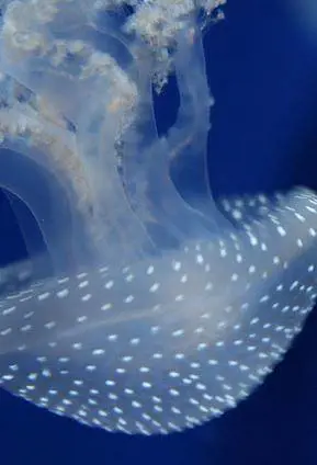 Una crociera da lupi di mare con l’Acquario di Genova
