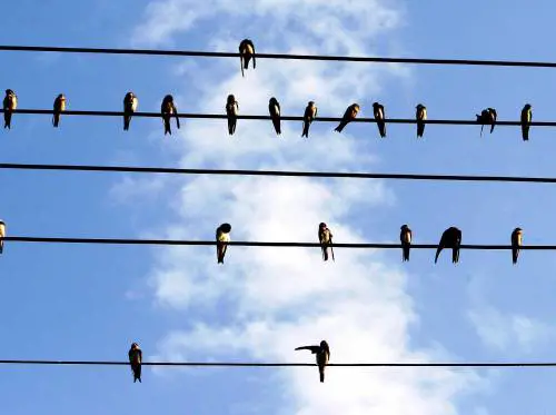 Le rondini non tornano più: il «gps» per scoprire il perché