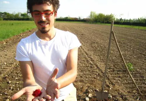 A Milano nasce lo zafferano doc