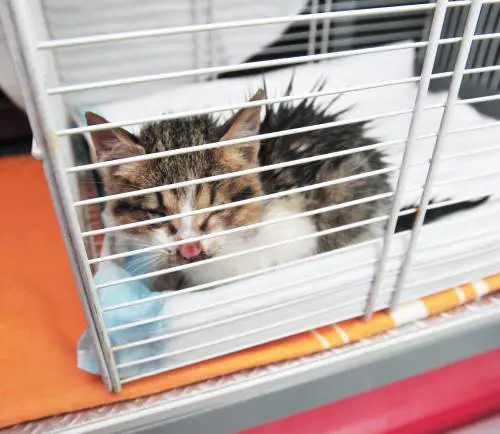 Sos adozioni per i gatti: nessuno vuole gli adulti