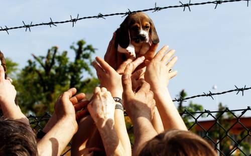 Blitz contro Green Hill  Gli animalisti liberano una decina di cuccioli