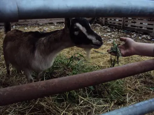 Nella fattoria  degli intellettuali