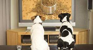 Nasce «Dog Television» Ora è un canale tv il miglior amico del cane