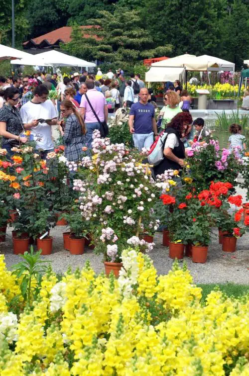 Liris più bello del mondo incanta il popolo di Orticola