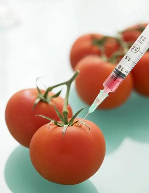 Pascale: "La dieta migliore? Quella a pane e Ogm"