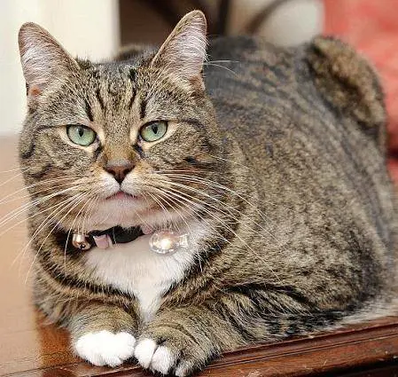 Torna dopo tre anni il gatto smarrito del ministro inglese