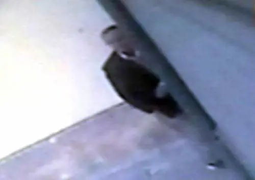 Attentato alla scuola Morvillo Falcone: Vantaggiato aveva un complice