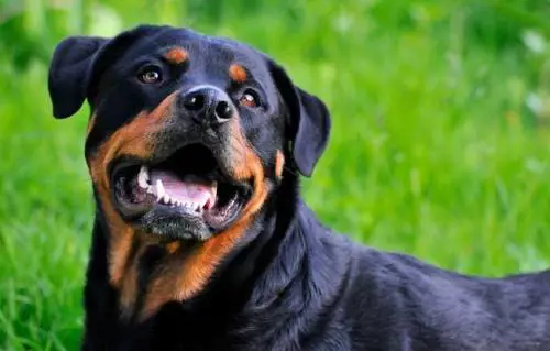 Colf massacrata da 2 rottweiler Per salvarla i carabinieri sparano