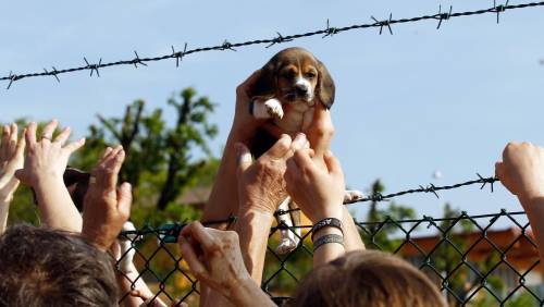 Accasati 2.115 beagle di “Green Hill“: ormai solo 59 in attesa