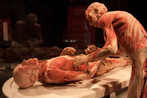 Così Gunther von Hagens svela il vero "volto" del corpo umano