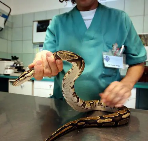 Idee della Consulta: veterinari e agenti pronti 24 ore su 24 Ora servono i fondi