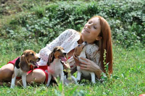 Green Hill, ecco come adottare un beagle