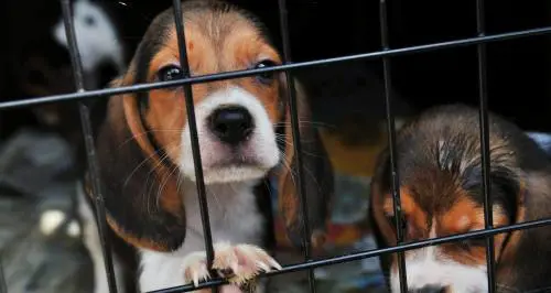 Il canile di Milano adotta 25 cuccioli di beagleDa Green Hill