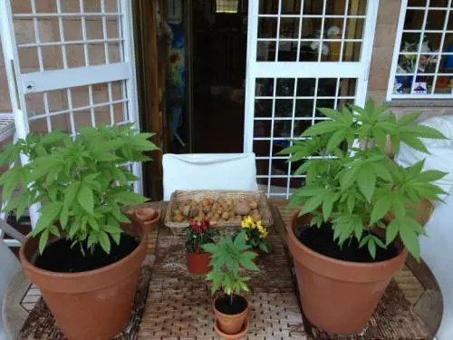La deputata coltiva  marijuana sul terrazzo