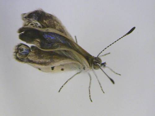 Fukushima, mutazioni genetiche nelle farfalle