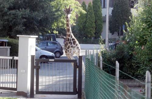 Imola, giraffa in fuga semina il panico