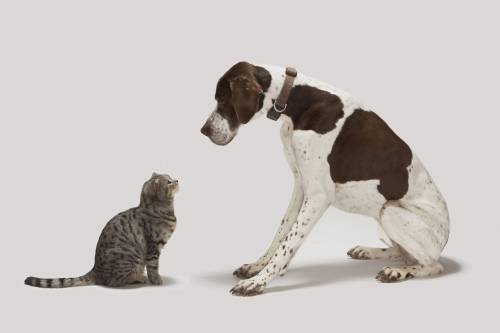Buttons e Kitty, la vita da fratelli di cane e gatto