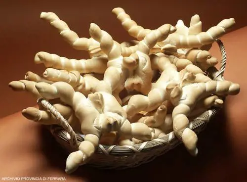 Profumo di pane con la "ciupeta" ferrarese