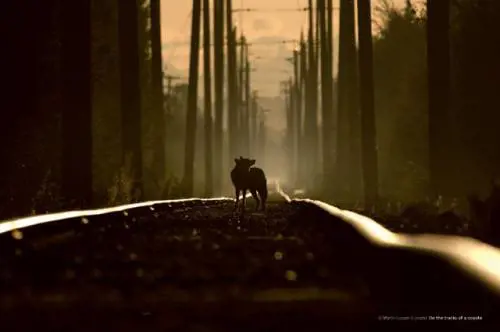 Una foto della mostra "Wildlife photographer of the year"