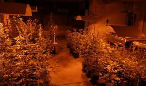 Marijuana a ciclo continuo: ecco la fabbrica della droga