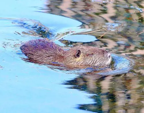 Allarme piccioni e nutrie: ci costano 2 milioni di euro