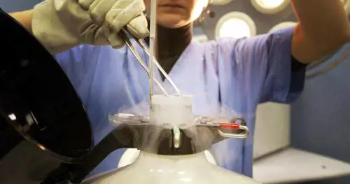 Fecondazione, il giudice ordina: sì alla diagnosi preimpianto