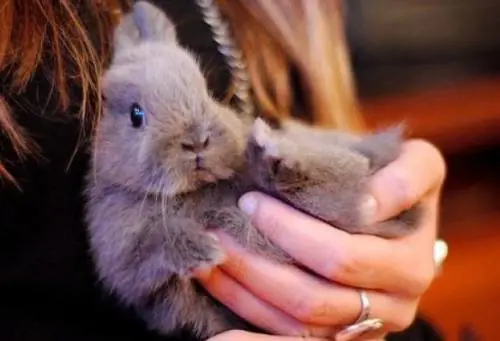 Altro che cani e gatti: ora i cattivi padroni abbandonano i conigli