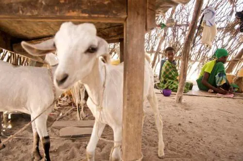 Capre cornute, asini neri e galline "anarchiche": riecco le specie perdute