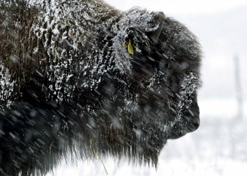 La neve e i bisonti