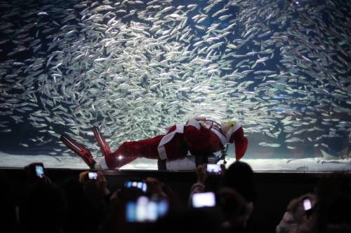 Seoul, Babbo Natale nuota nell'acquario