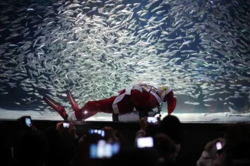 Seoul, Babbo Natale nuota nell'acquario