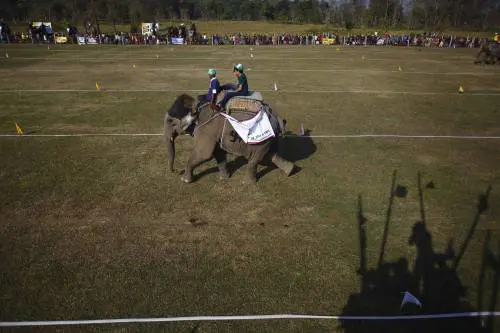 Il calcio degli elefanti