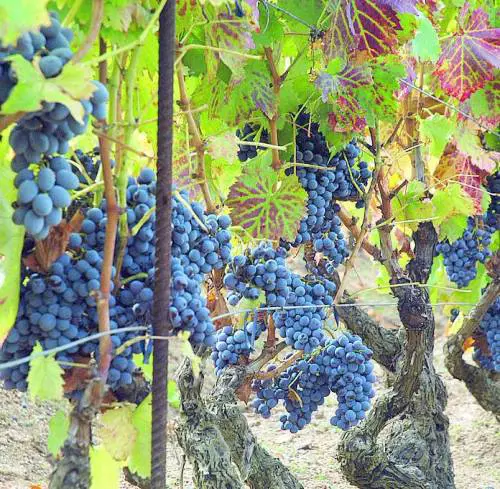 La tradizione dei pastori alla sfida della modernità