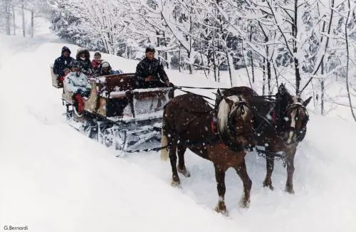 Val di Sole, slitte e cavalli per un inverno romantico