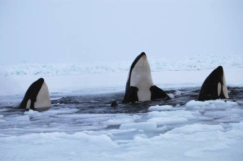 Orche intrappolate nel ghiaccio
