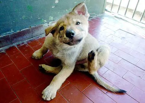 Trovatelli, entro fine gennaio il bando per gestire il canile