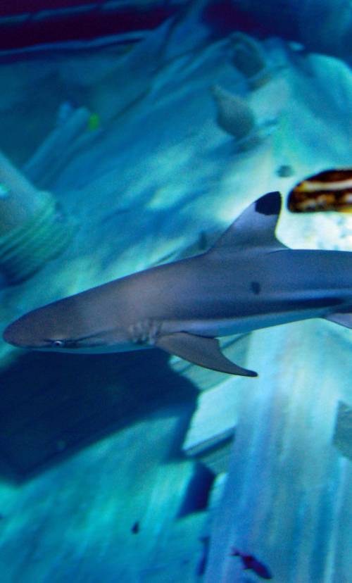 Gardaland «animalista»: addio agli show di delfini Basta esibizioni