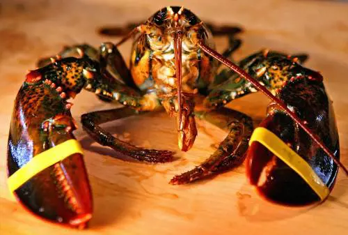 Anche le aragoste nel loro piccolo sentono il dolore