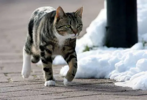 Sparisce e torna dopo anni Se il gatto è più fedele del cane