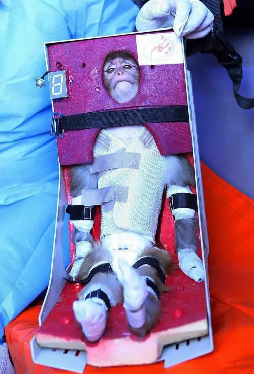 Scimmia nello spazio, il mondo contro l'Iran