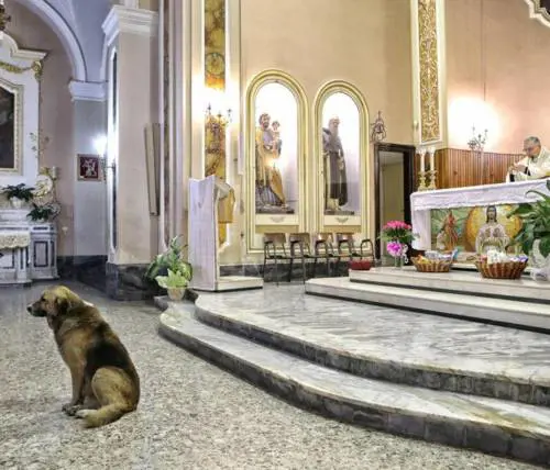 Aspettava la padrona morta Il cane ucciso dalla fedeltà