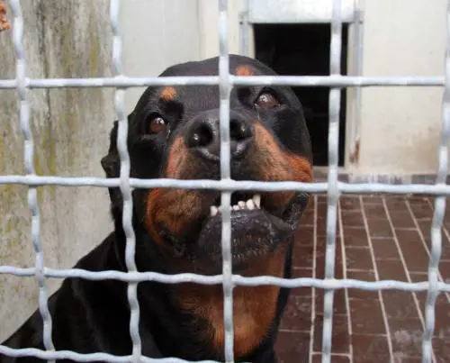 Difende il suo cagnolino: azzannato da un rottweiler