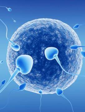 Creato in un laboratorio francese il primo spermatozoo in vitro