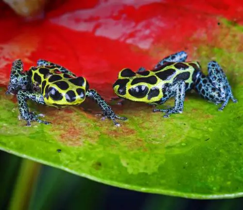 Su Retequattro arriva una pioggia di documentari «griffati» Bbc La natura come non l'avete mai vista