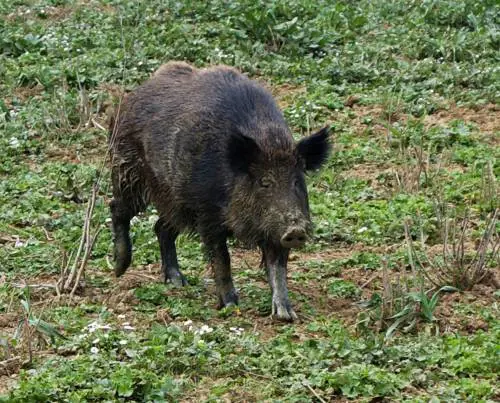 Cinghiale causa incidente, paga la Regione
