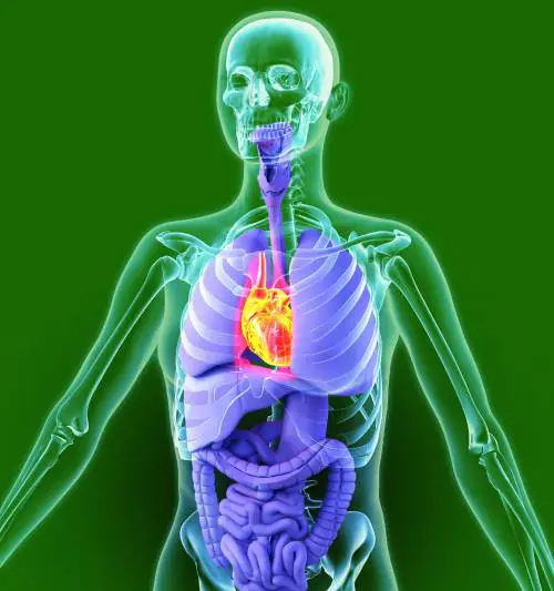 Materialisti, spirituali o cyber i romanzi sul corpo umano