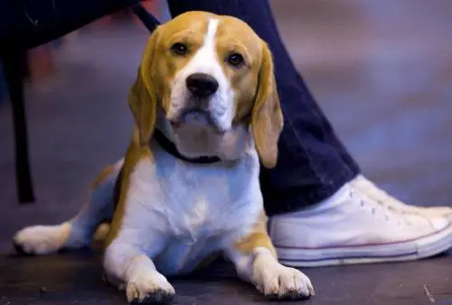 "Fido" Rossi e "Fuffi" Bianchi A cani e gatti i nostri cognomi
