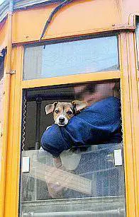 «Niente di male a salire sul bus senza biglietto»